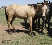 Miss Bee Bee's 2019 unregistered buckskin colt